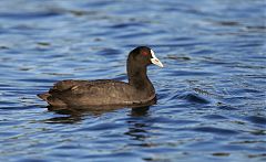 Eurasian Coot